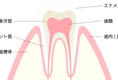 歯は骨ではない！？歯の正体と驚きの構造